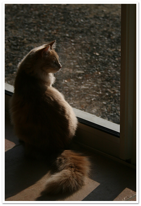 chat fenêtre